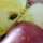 venus_taste