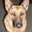 doggy