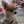 クックQDZLF3☆