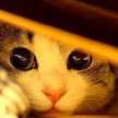 さぁや´ω｀