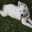 lapin1213