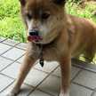 ビターショコラ犬