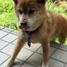 ビターショコラ犬