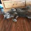 すもぬこ