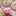 かすみ草39 かすみ草39