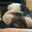 pechi