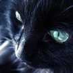 漆黒の猫