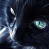 漆黒の猫