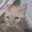 りる猫