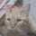 りる猫 りる猫