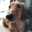 bowwow