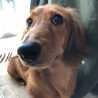 bowwow
