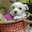 Maltese
