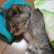 猫のねーちゃん