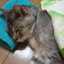 猫のねーちゃん