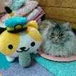 katze24