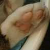 agoagoago