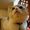 ピンクねこっち