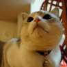 ピンクねこっち