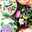 tonsayu