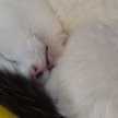鈴木さんちの猫