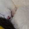 鈴木さんちの猫