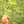 perico