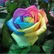 winerose