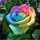 winerose