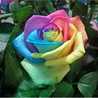 winerose