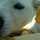 0puppen