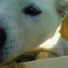 0puppen