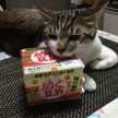 やっちょこ