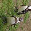 tomto