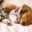 猫派夫と犬派妻