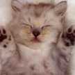 猫熊ﾁｬﾝ