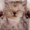 猫熊ﾁｬﾝ