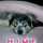 hime犬 hime犬