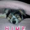 hime犬