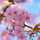 さくら桜 さくら桜