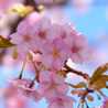 さくら桜