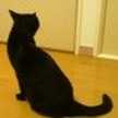黒猫のしっぽ