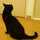 黒猫のしっぽ