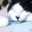 黒猫式部