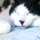 黒猫式部
