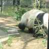 めろんパンダ