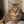猫好きなひと