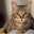 猫好きなひと