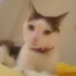 まにょりーた