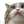 ミミねこにゃん